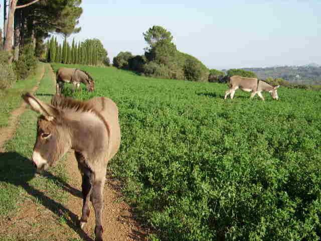 Agriturismo Le Serre Riparbella Buitenkant foto